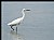 SNOWY EGRET