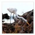 Picture Title - Great Egret