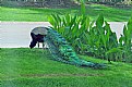 Picture Title - Peacock 2