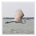 Picture Title - Great Egret in Flight