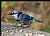 Blue Jay