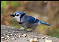 Picture Title - Blue Jay