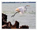 Picture Title - Great Egret Take-off