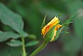 Picture Title - A Rose bud.