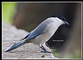 Picture Title - B57 (Azure-winged Magpie)