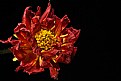 Picture Title - drying dahlia