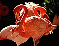 Picture Title - Bright Flamingo