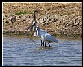 Picture Title - B58 (Black-faced Spoonbill)