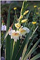 Picture Title - Gladiola