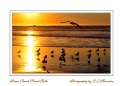 Picture Title - Sunset Gulls