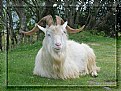 Picture Title - Billy the goat