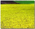 Picture Title - Blooming Planet