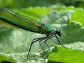 Picture Title - Banded Demoiselle