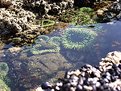 Picture Title - Tide Pool