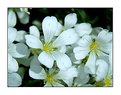 Picture Title - hawthorn blossom