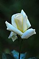 Picture Title - White Rose.