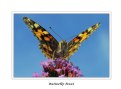 Picture Title - Butterfly in front