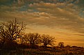 Picture Title - trees at sunset