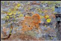 Picture Title - A palette on stone