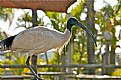 Picture Title - Ibis 