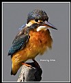 Picture Title - B61 (Common Kingfisher)