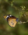 Picture Title - Plain Tiger- Danaus chrysippus