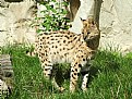 Picture Title - Serval