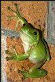 Picture Title - Green Frog