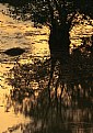 Picture Title - Golden reflection