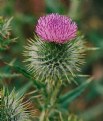 Picture Title - Thistle