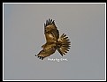 Picture Title - B63 (Common Buzzard)