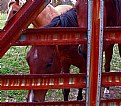 Picture Title - horses 2