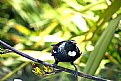 Picture Title - Another Tui