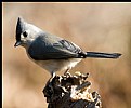 Picture Title - Tufted Titmouse