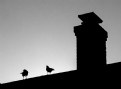 Picture Title - Crows on a Roof 1