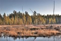 Picture Title - Marsh Lands