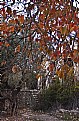 Picture Title -  Autumn Steps