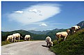 Picture Title - Col d'aubisque 