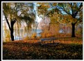 Picture Title - Discreet Charm of Fall.