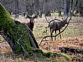 Picture Title - Wildlife in the wood.