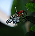 Picture Title - butterfly