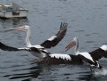 Picture Title - Dueling Pelicans #3