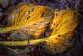 Picture Title - Decaying Hosta's