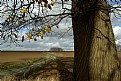 Picture Title - Automn Trees