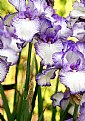 Picture Title - Stained Glass Iris