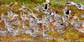 Picture Title - Rush Hour Bodega Bay