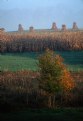 Picture Title - Amish Autumn