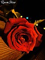 Picture Title - My Rose !!!