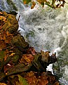Picture Title - Leaves and stream