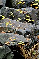 Picture Title - A Sprinkling of leaves